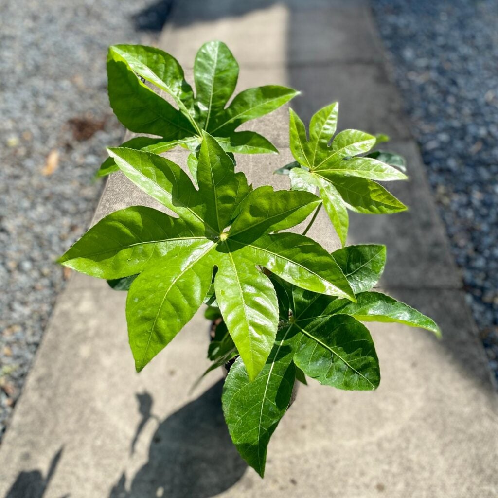 Fatsia japonica - Image 2