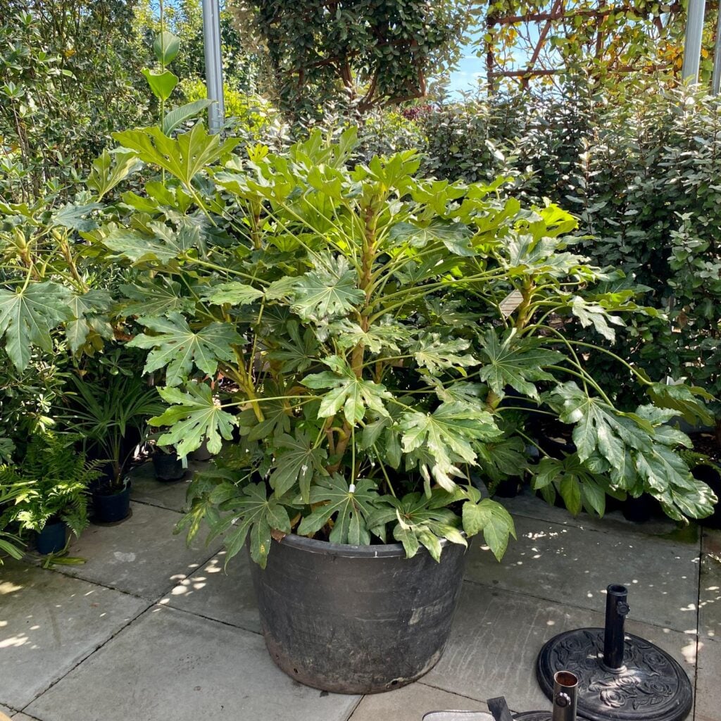 Fatsia japonica - Image 3