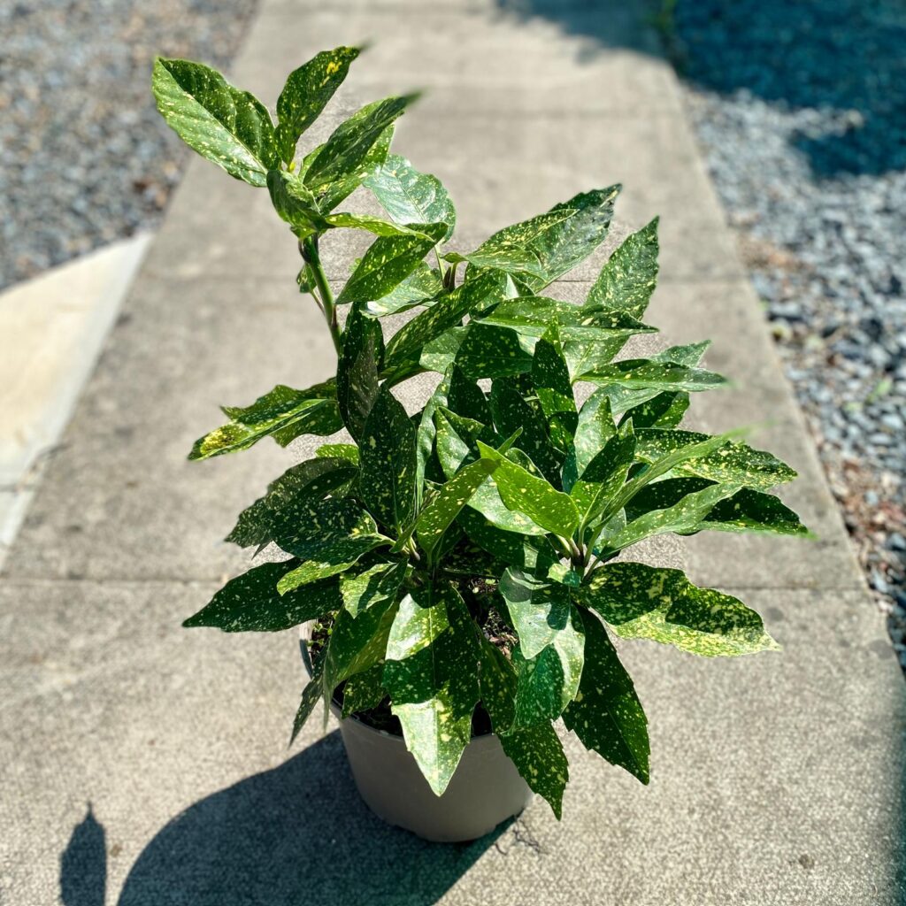 Aucuba japonica 'Crotonifolia' - Image 5