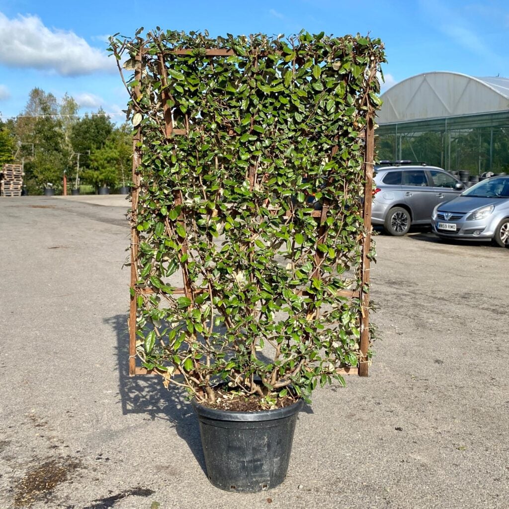 Elaeagnus x ebbingei - Pleached - Image 5