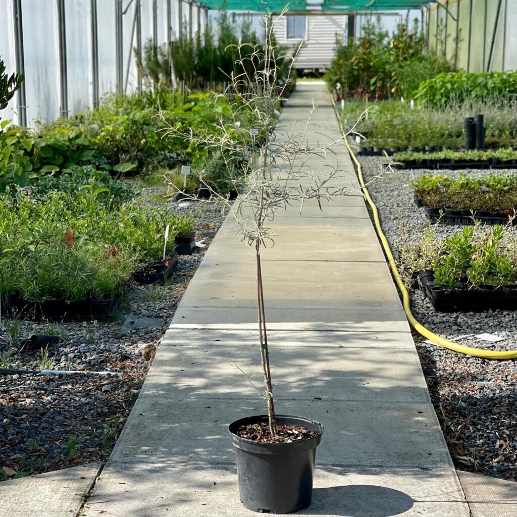 Olearia virgata ‘Lineata’
