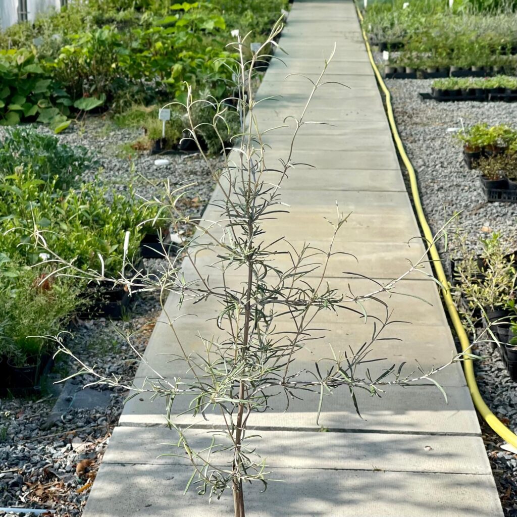 Olearia virgata ‘Lineata’ - Single Stems - Image 2