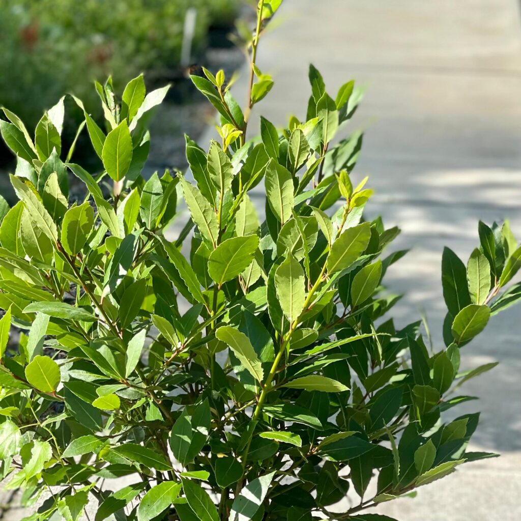 Laurus nobilis - Ball - Image 2