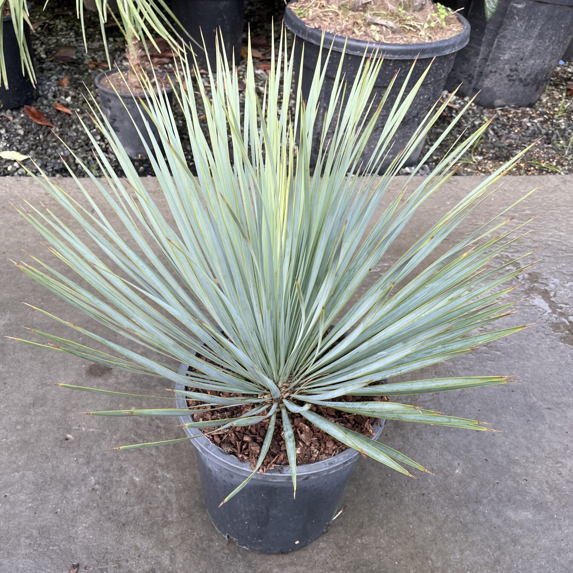 Yucca rostrata - Image 11