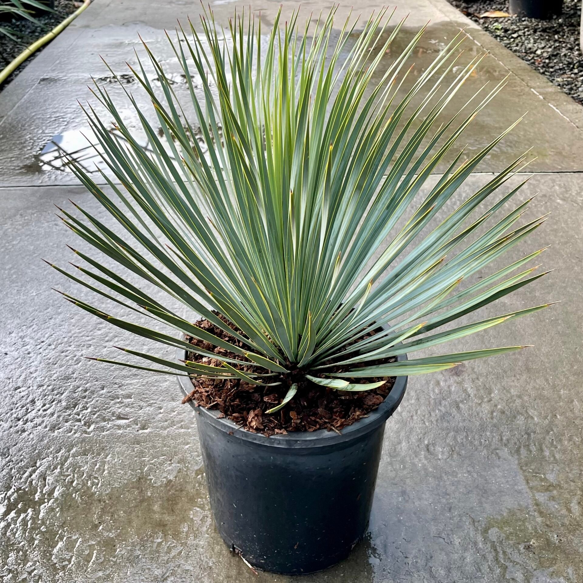 Yucca rostrata - Image 2