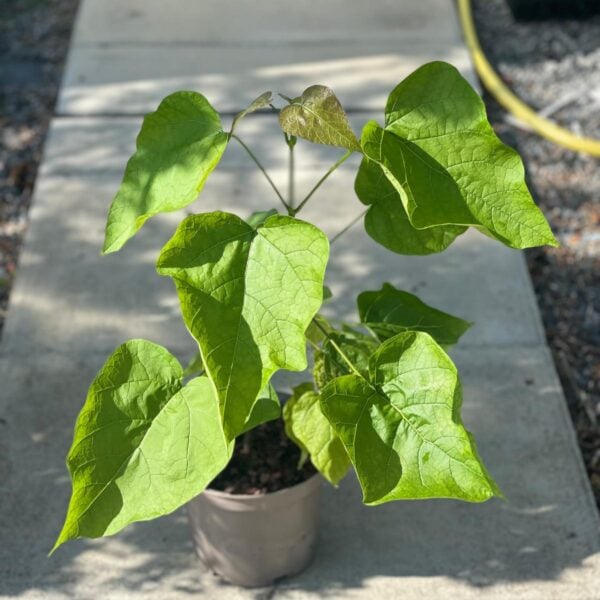 Catalpa bignonioides