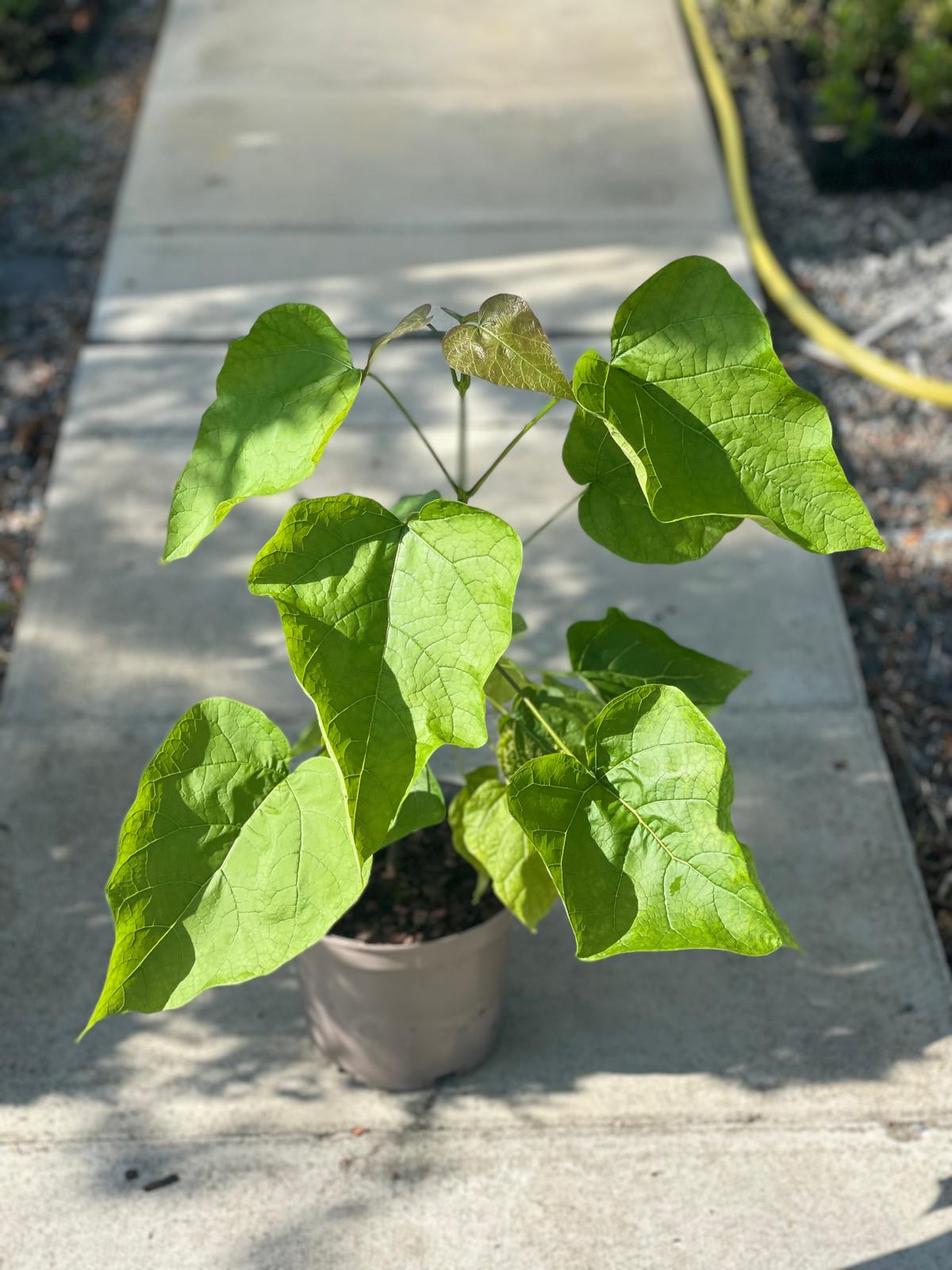 Catalpa bignonioides