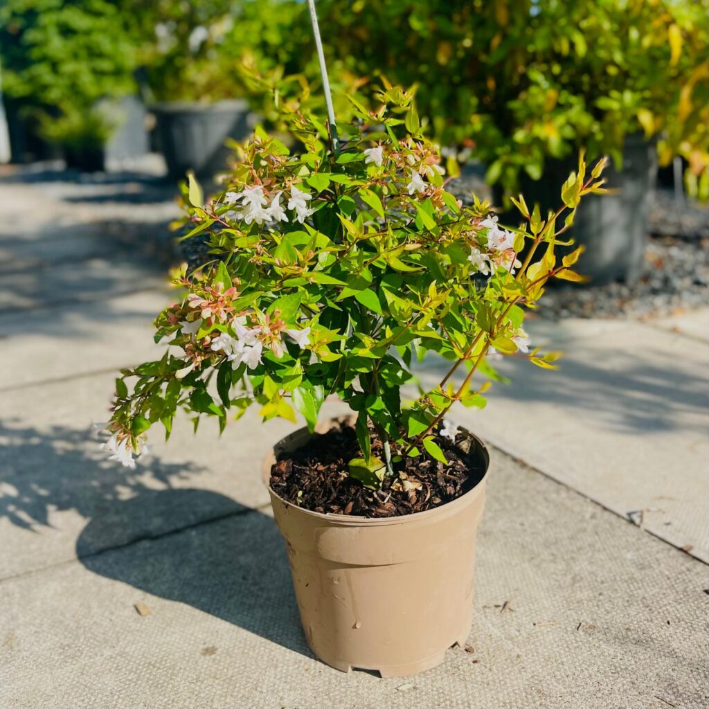 Abelia x grandiflora