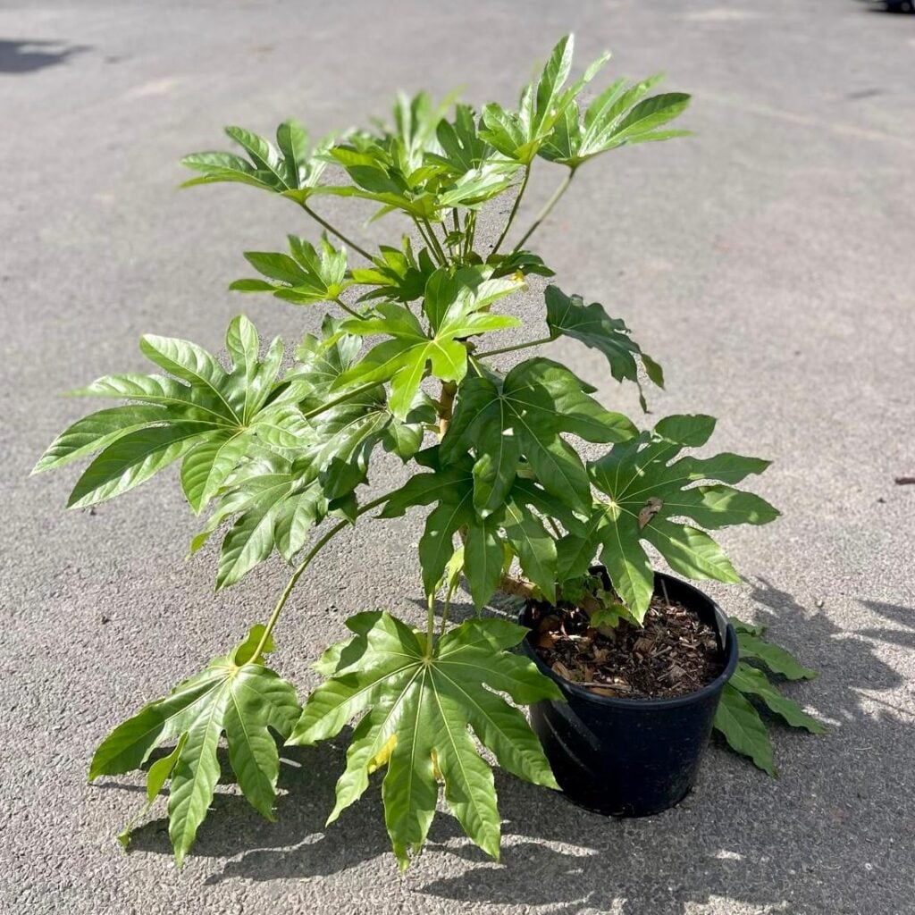 Fatsia japonica - Image 5