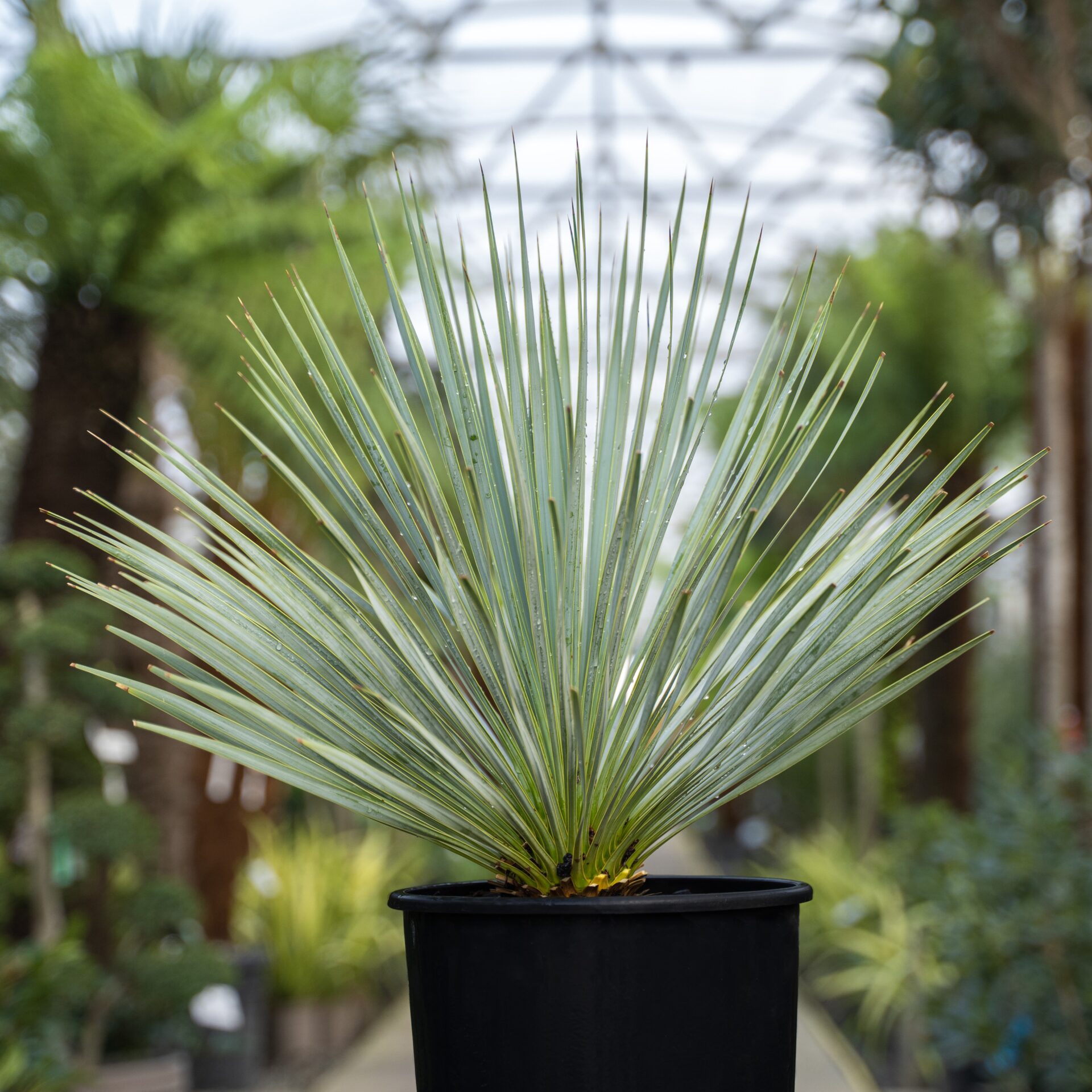 Yucca rostrata - Image 3