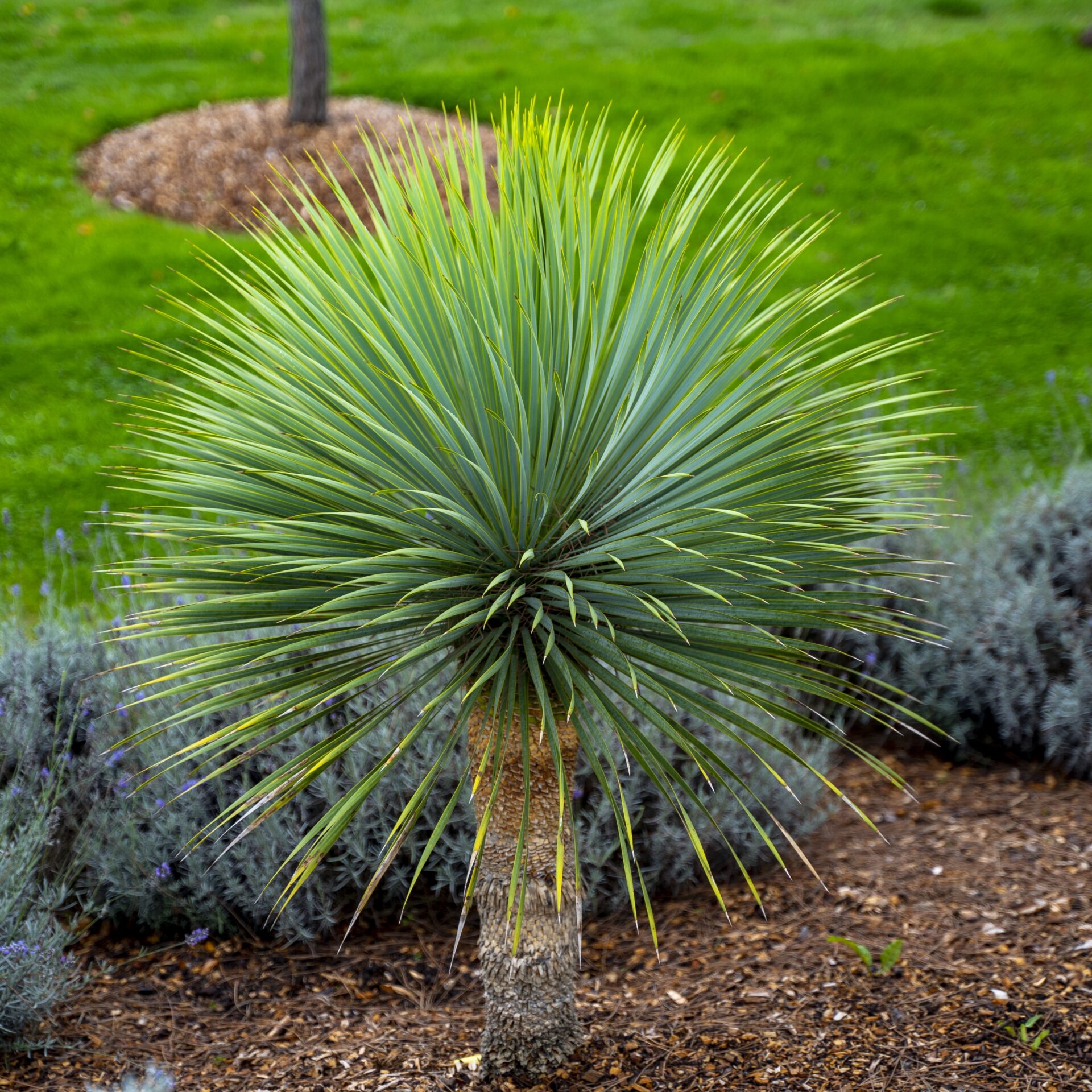Yucca rostrata