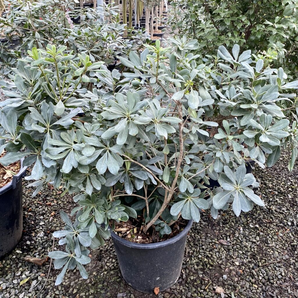Pittosporum tobira. - Image 2