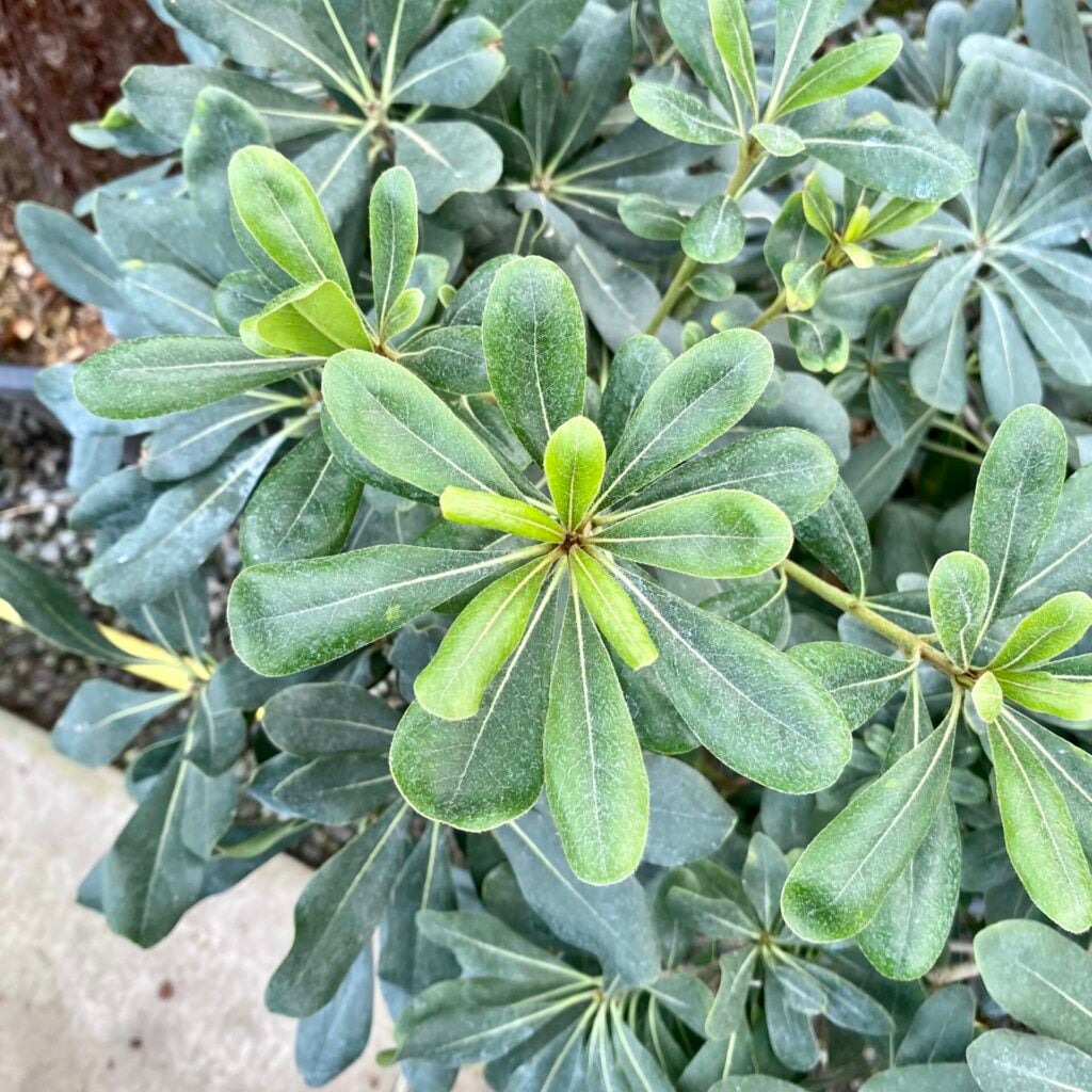 Pittosporum tobira. - Image 3