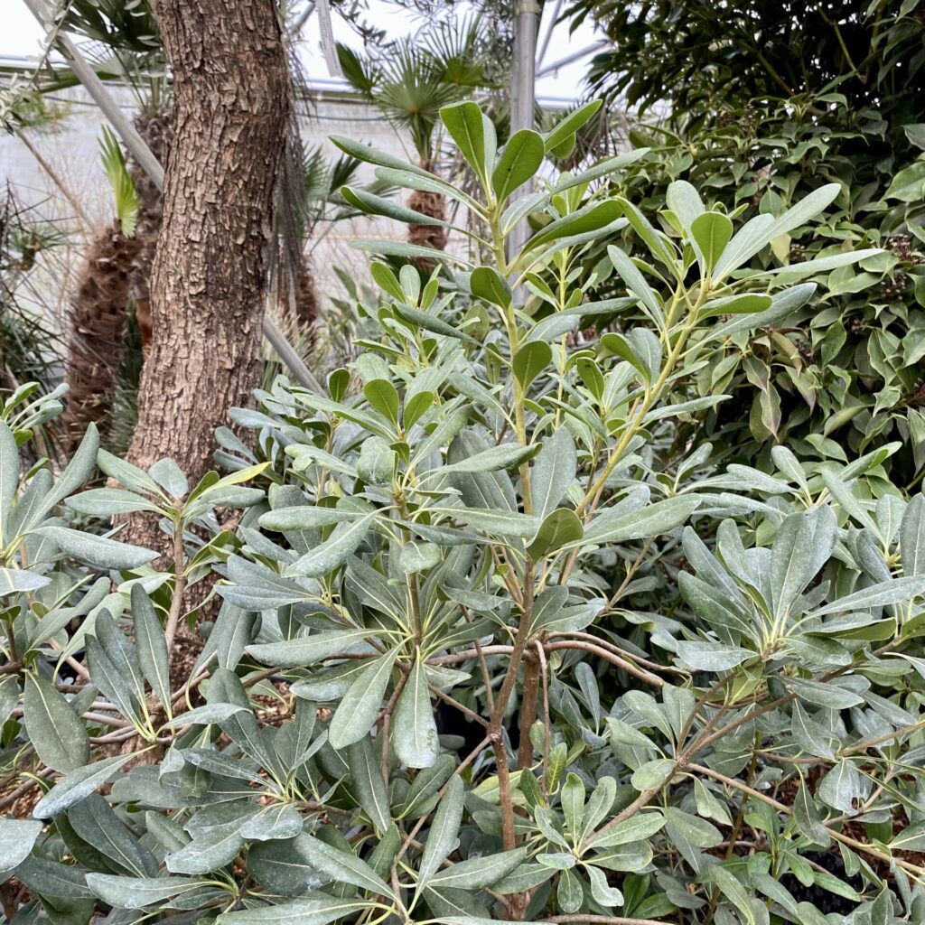 Pittosporum tobira. - Image 9