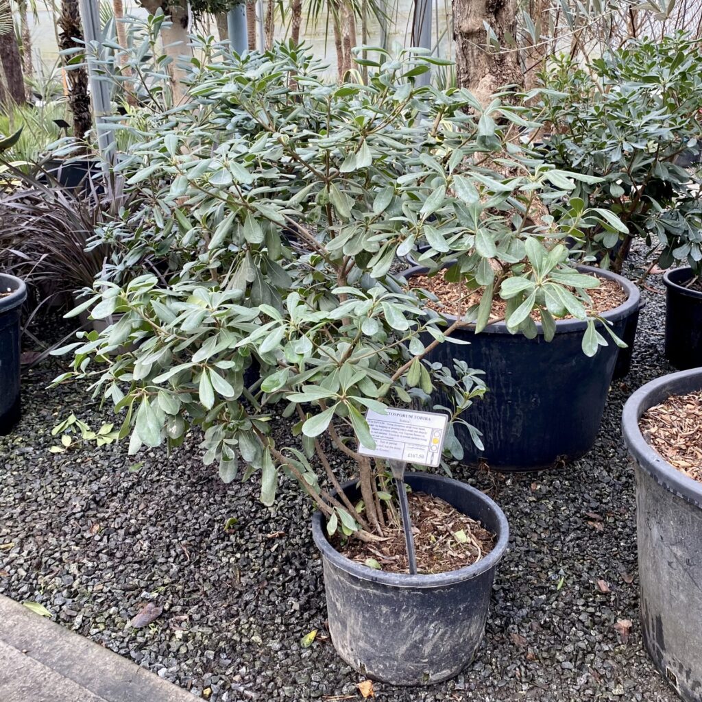 Pittosporum tobira. - Image 6