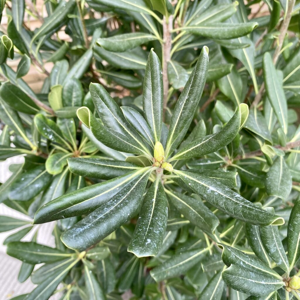 Pittosporum tobira. - Image 7