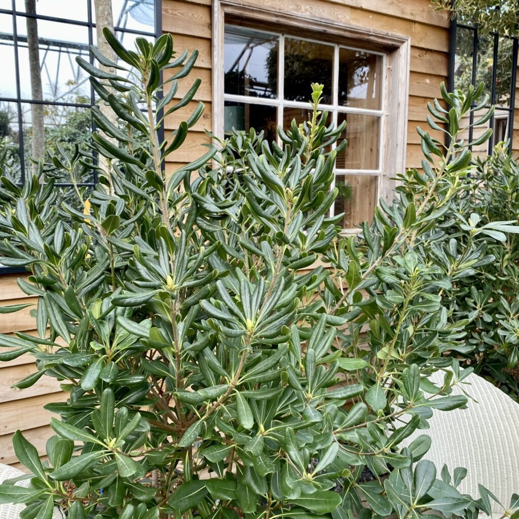 Pittosporum tobira. - Image 8