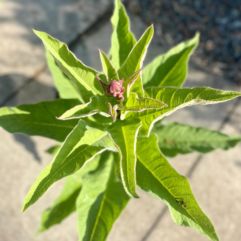 Lobelia tupa - Image 2