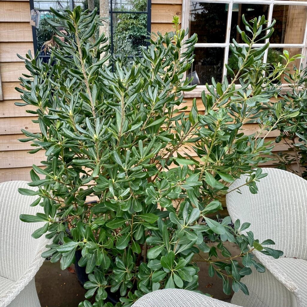 Pittosporum tobira.