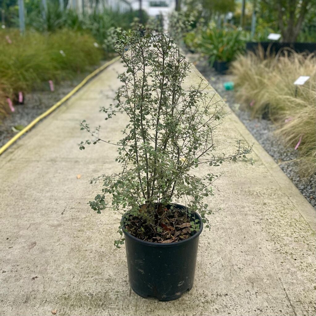 Pittosporum tenuifolium Cratus - Image 2
