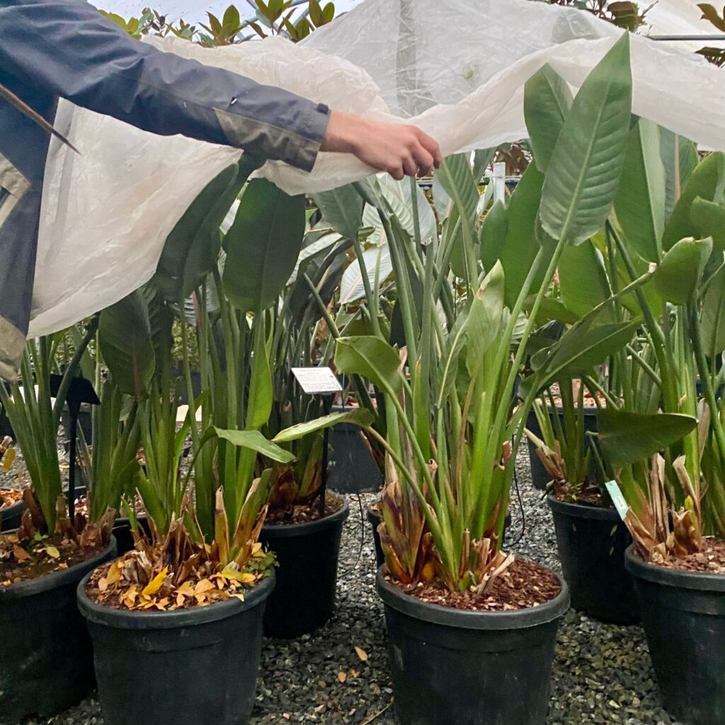 Horticultural Fleece - Image 6
