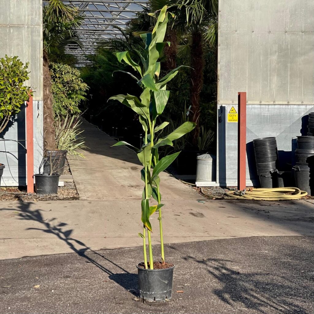Hedychium forrestii