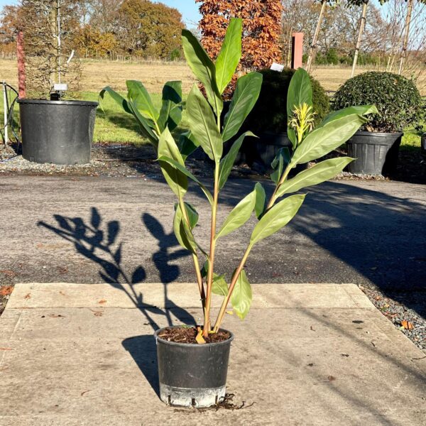 Hedychium spicatum (CGO)