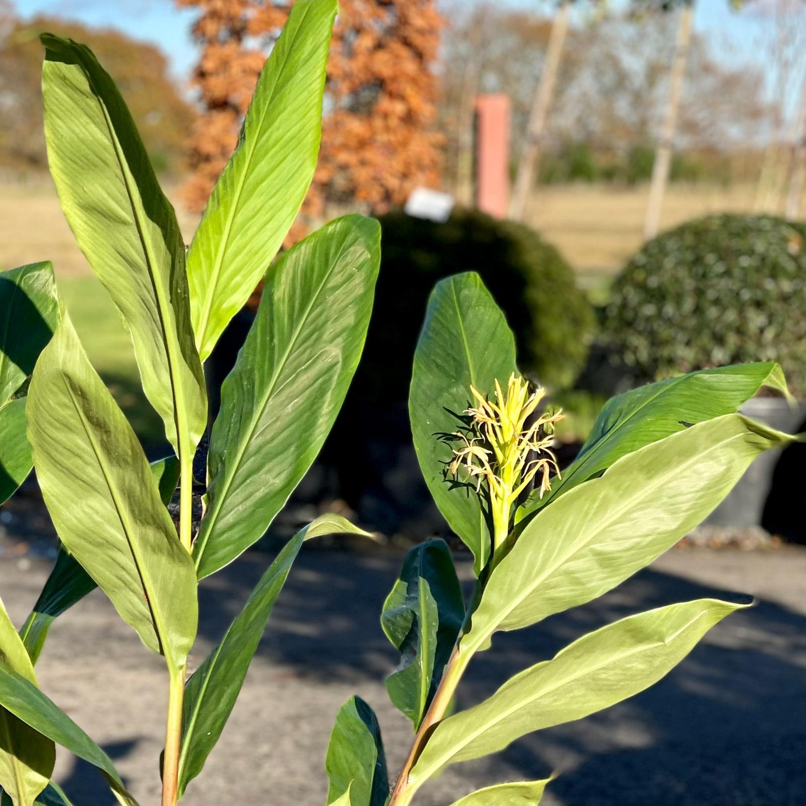 Hedychium spicatum - Image 2