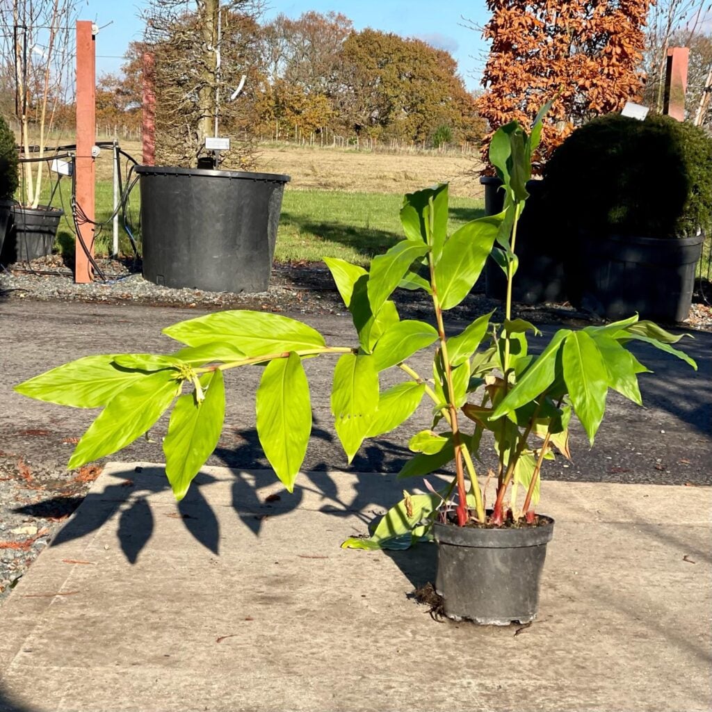 Hedychium gardnerianum