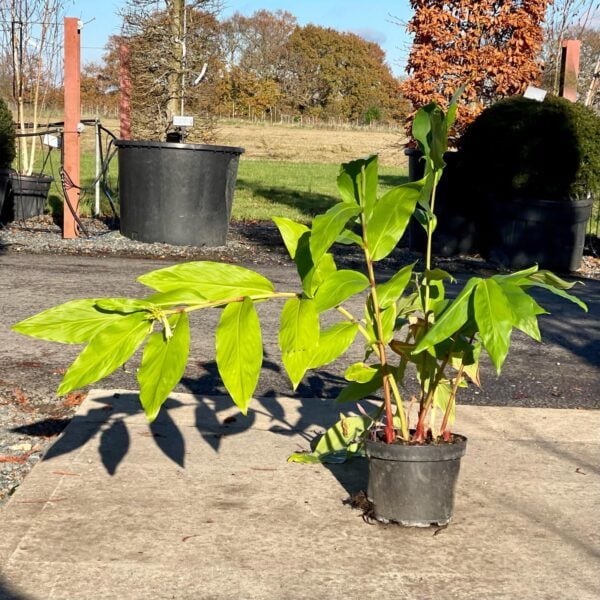 Hedychium gardnerianum