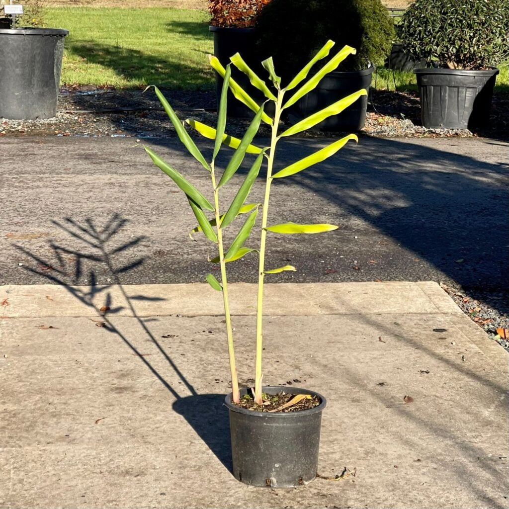 Hedychium coccineum 'Thai Spirit'