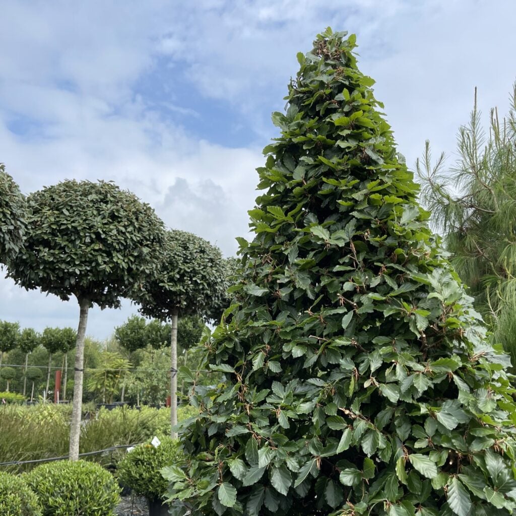 Topiary Inspiration Mood Board