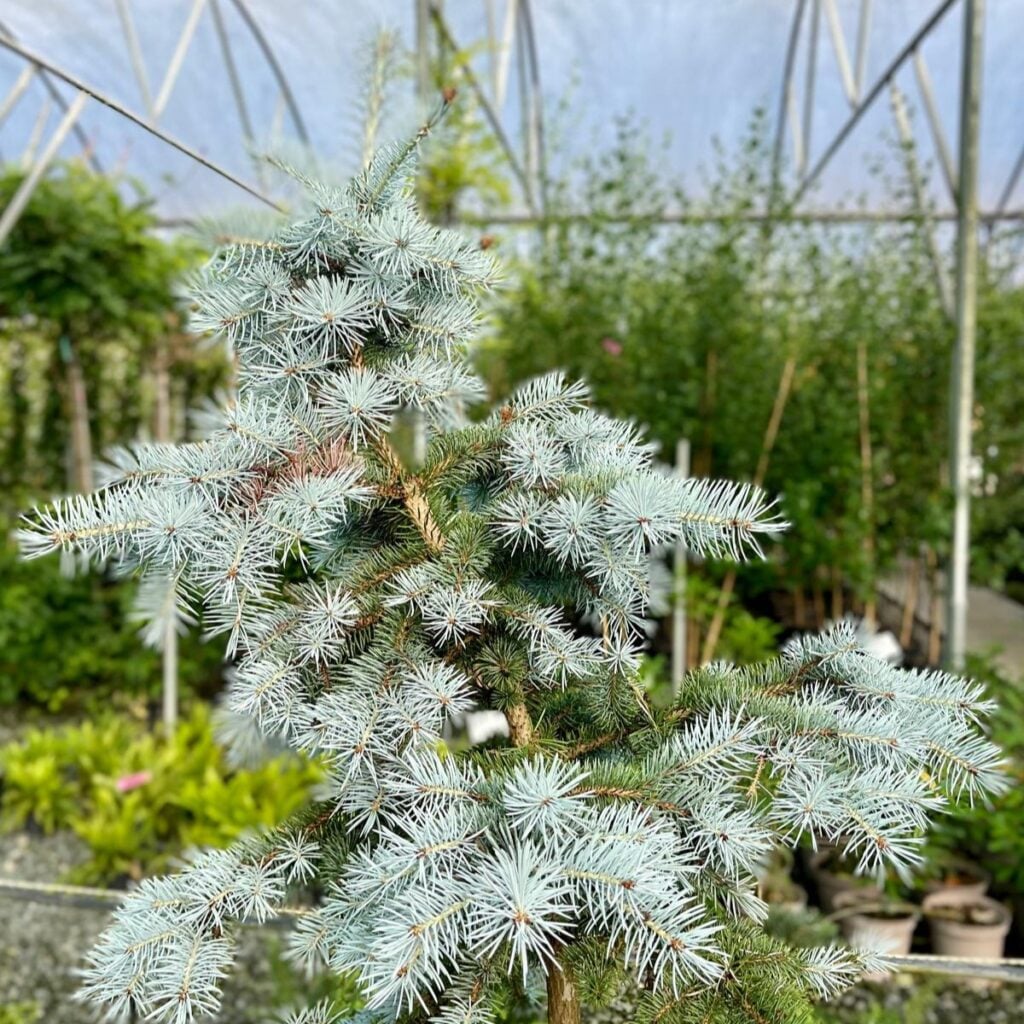 Picea pungens 'Edith'