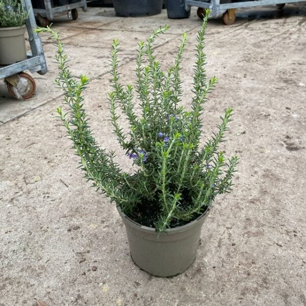 Rosmarinus officinalis 'Roman Beauty' (OB1)