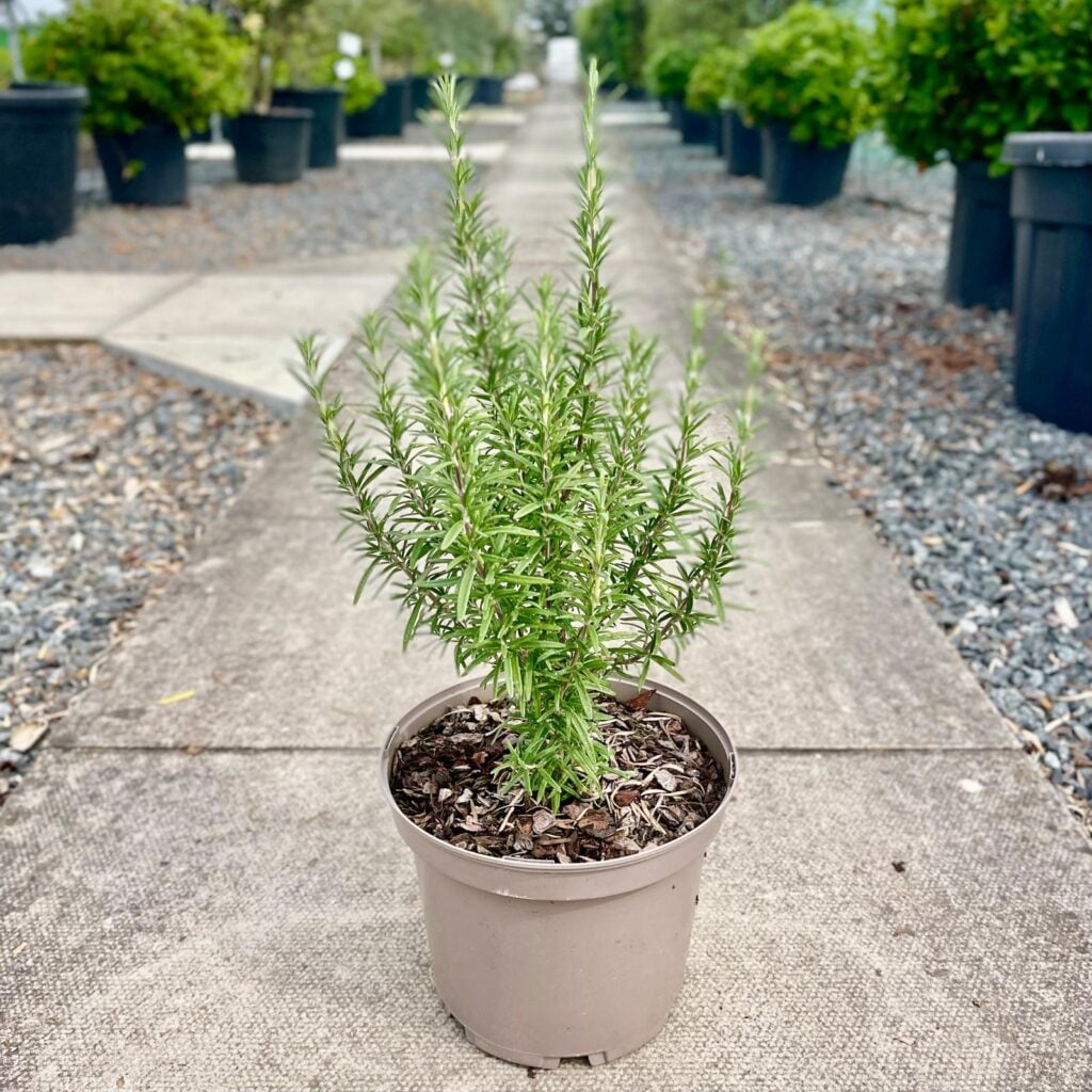 Rosmarinus officinalis 'Gorizia'