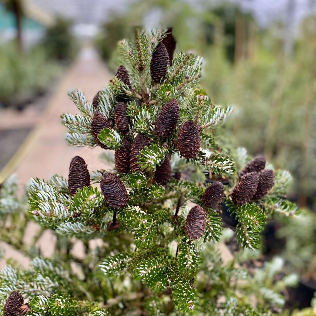 Abies koreana 'Silver Show' - Image 2
