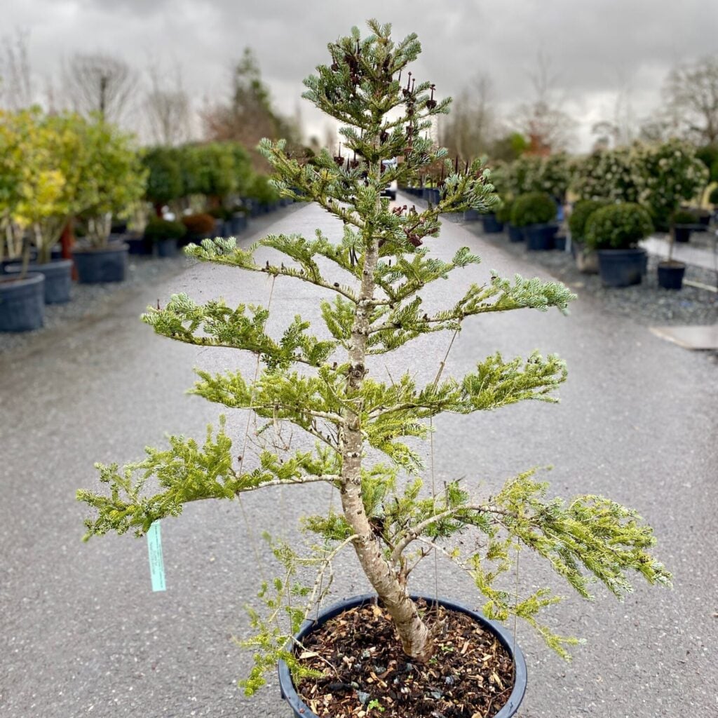 Abies koreana 'Silver Show' - Image 3