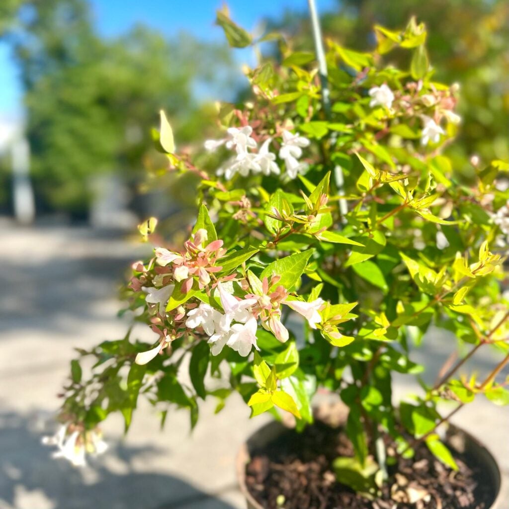 Abelia x grandiflora - Image 2