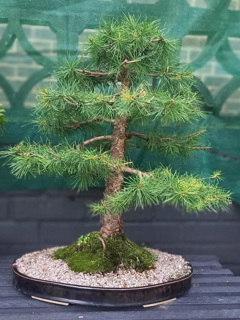 Niwaki and Bonsai Inspiration Mood Board