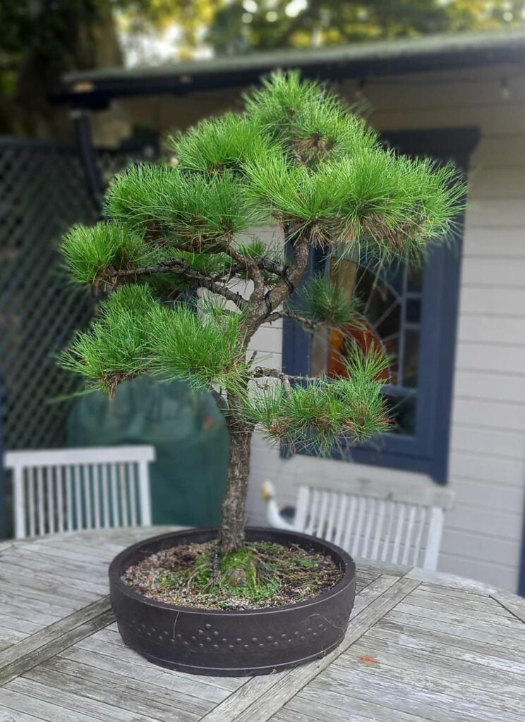 Niwaki and Bonsai Inspiration Mood Board