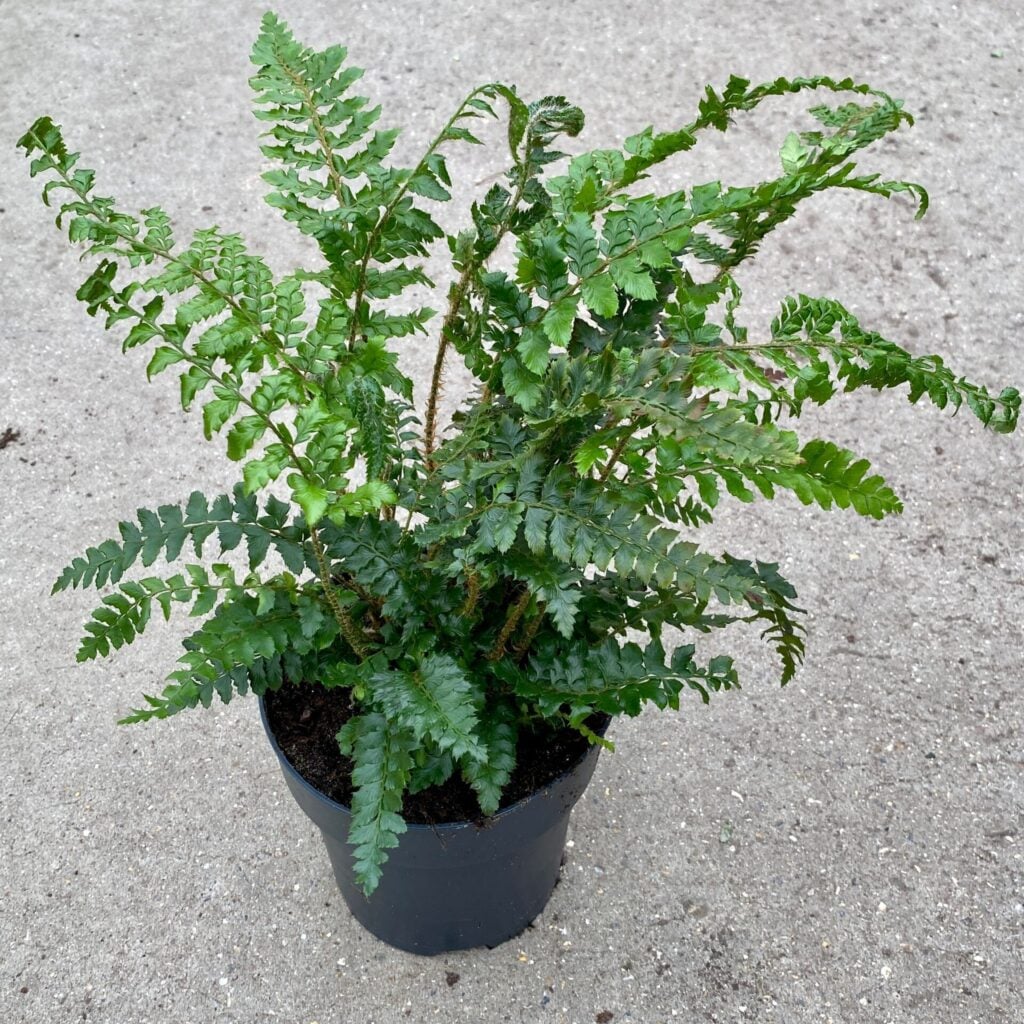 Polystichum polyblepharum