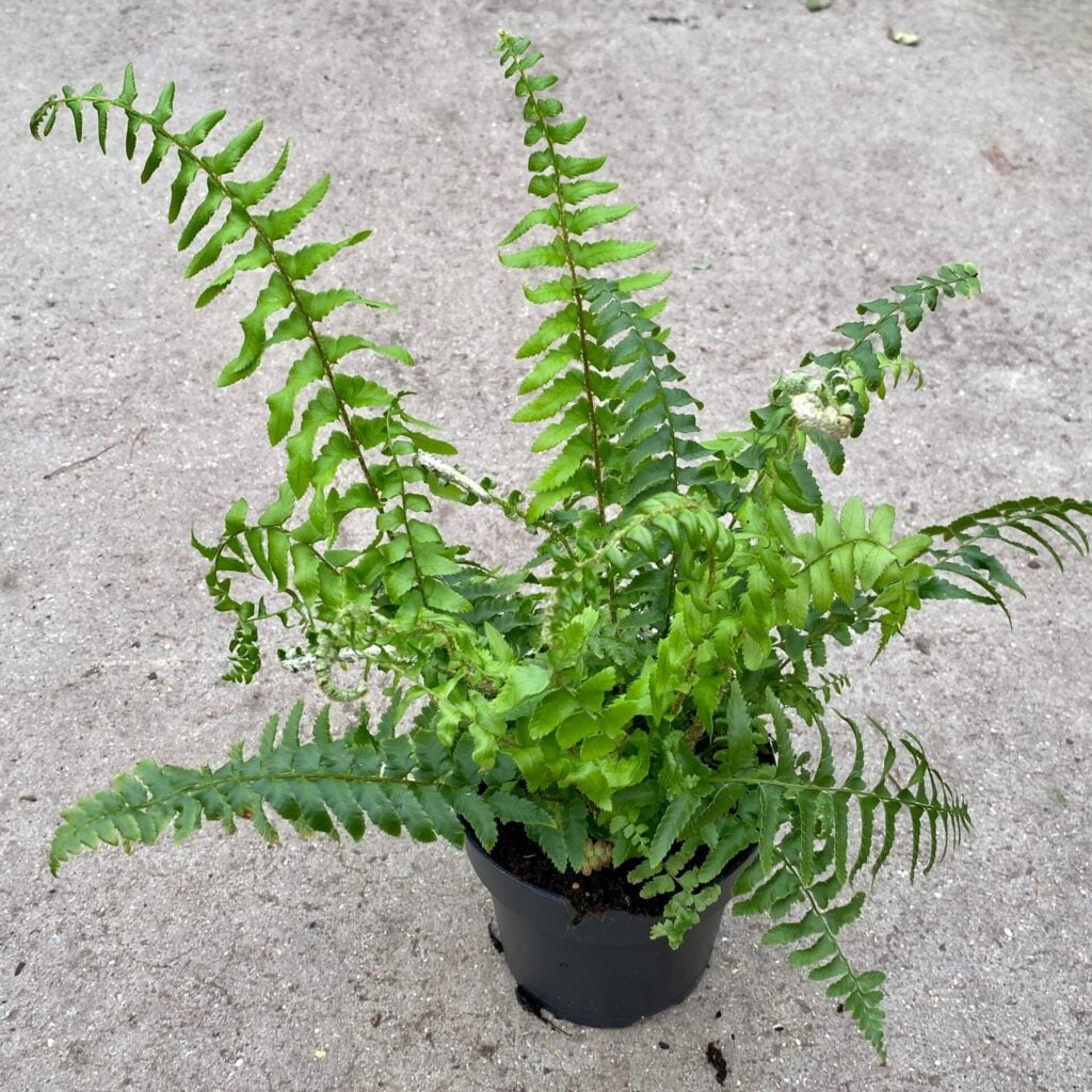 Polystichum munitum