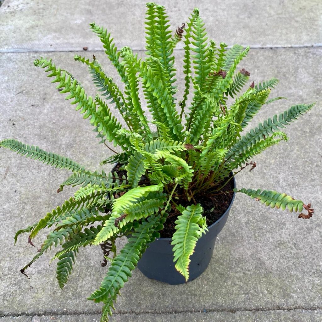 Blechnum spicant