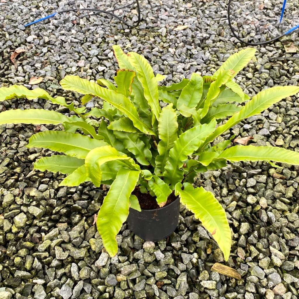 Asplenium scolopendrium - Image 4