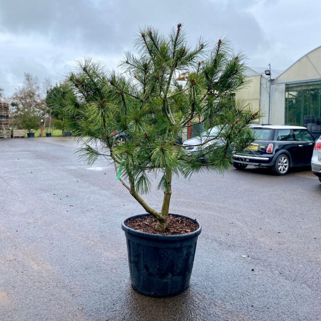 Pinus armandii - Multi Stems