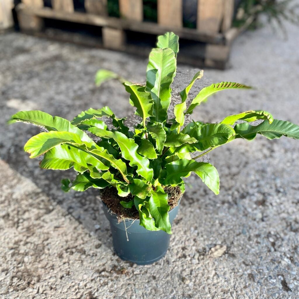 Asplenium scolopendrium