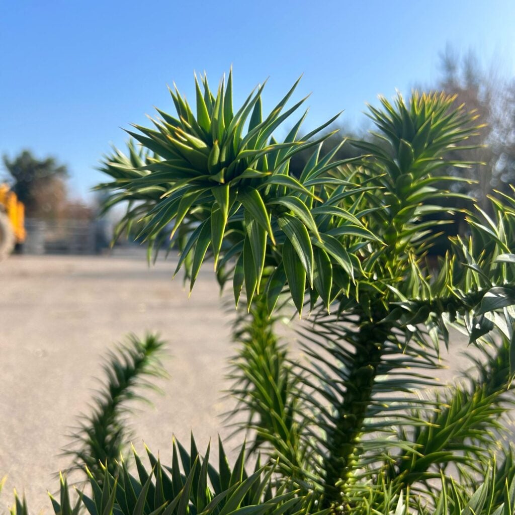 Araucaria araucana - Image 3