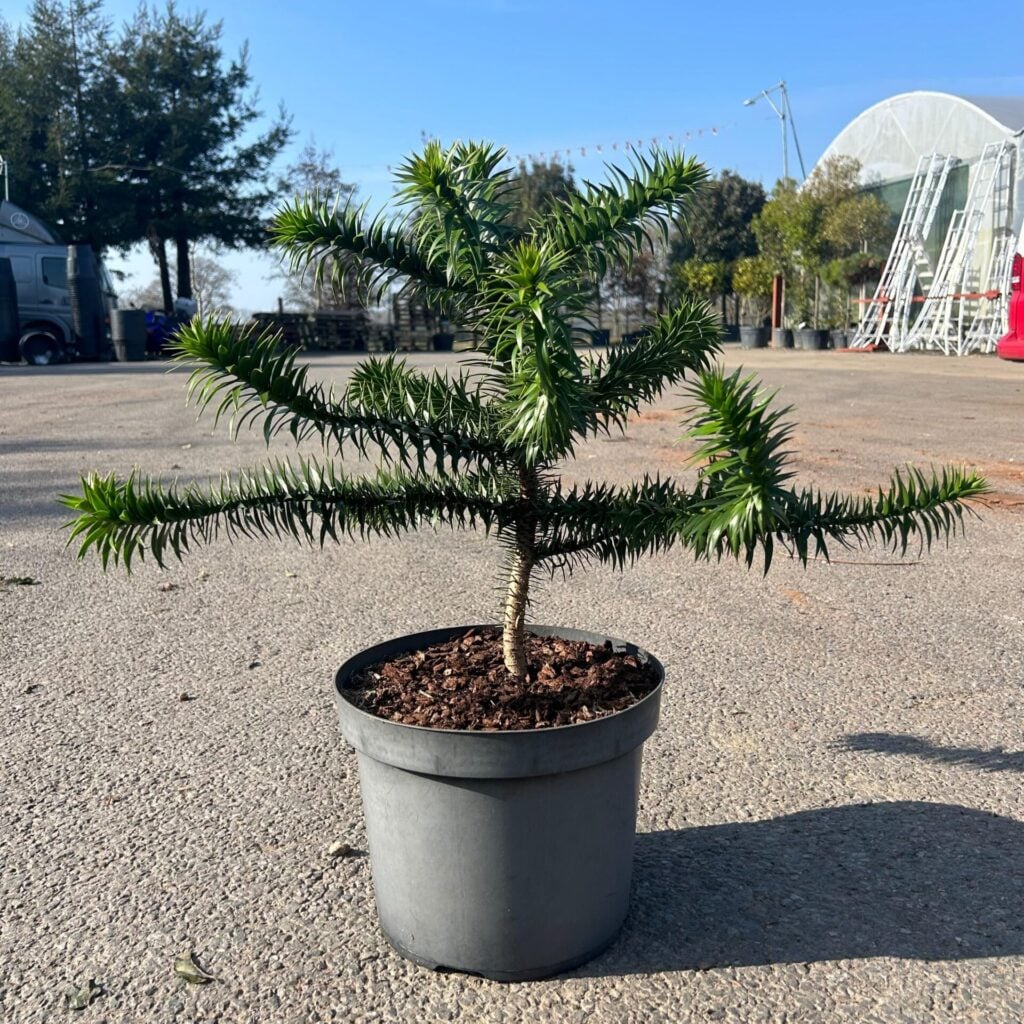 Araucaria araucana - Image 7