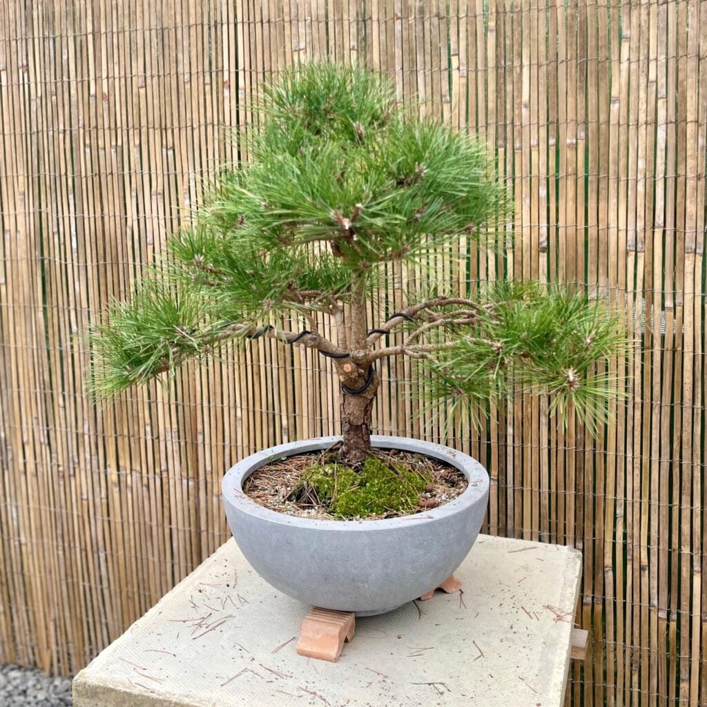 Pinus parviflora 'Bonsai' (S1)