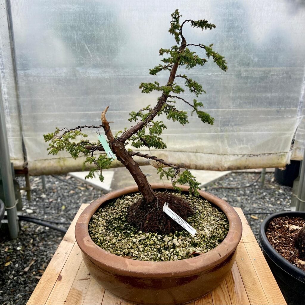 Niwaki and Bonsai Inspiration Mood Board